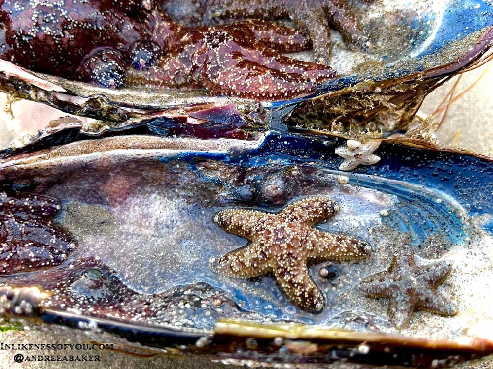 Unusual Find on Oregon Coast a True, Rare Treasure of Random, Happenstance Art