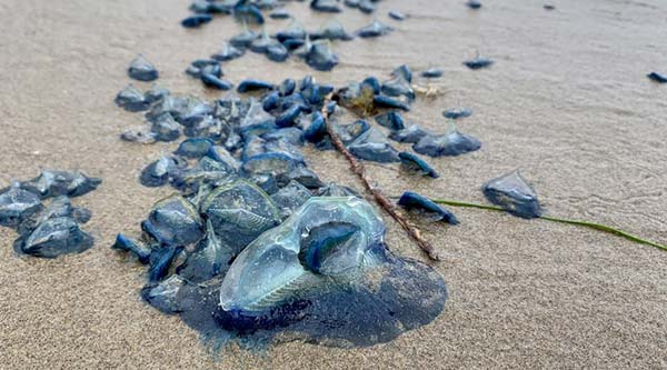 Strange Blue Velella Velella Return to Oregon Coast, Some Spots Thicker Than Others