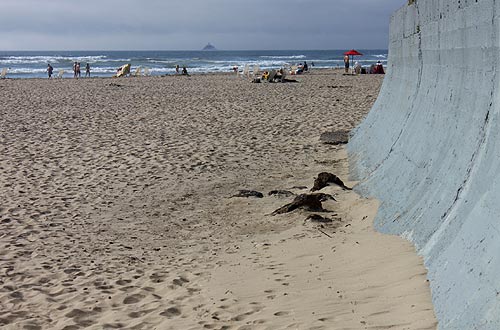 Marine gardens, Cannon Beach