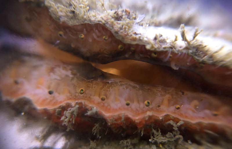 Surprise Science About the Lowly But Delish Scallop of Oregon / Washington Coast