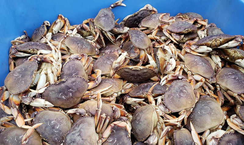 More of Oregon Coast Commercial Crabbing Opens Up 