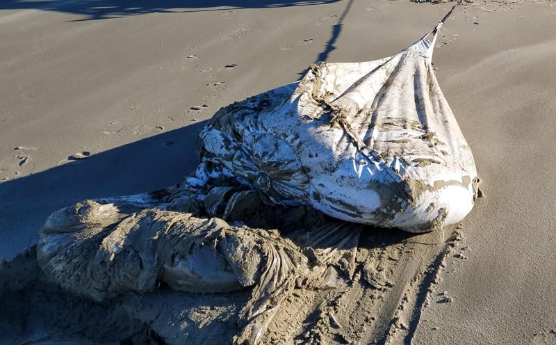 Mysterious, Sludgy Bags of Chia Seeds Found on Central Oregon Coast