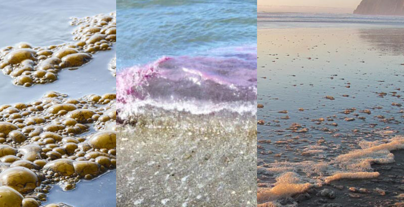 Explained: Strangely Colored Tides of Oregon / Washington Coast in Blue, Pink, Brown or Purple
