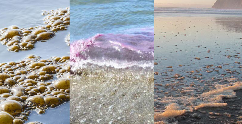 Explained: Strangely Colored Tides of Oregon / Washington Coast in Blue,  Pink, Brown or Purple