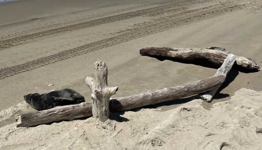 S. Oregon Coast Baby Seal Incident a Bit Complex, as Someone (Mostly) Did the Right Thing With Driftwood