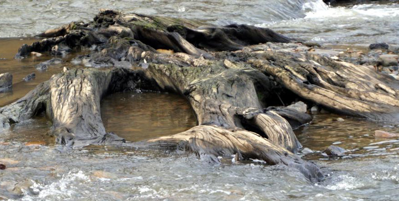 Those Unheralded Ghost Forests of South Oregon Coast / Coos Bay in Photos 