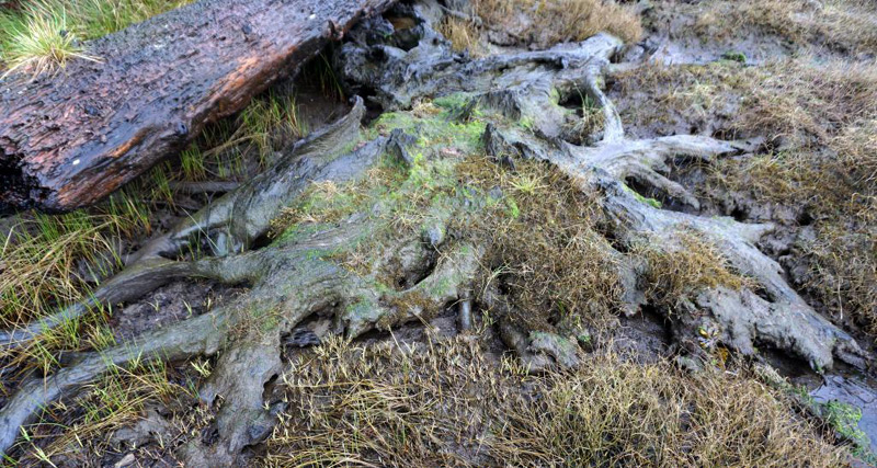 New Ghost Forest on S. Oregon Coast Remains of 1700 Megathrust Quake, Tsunami 