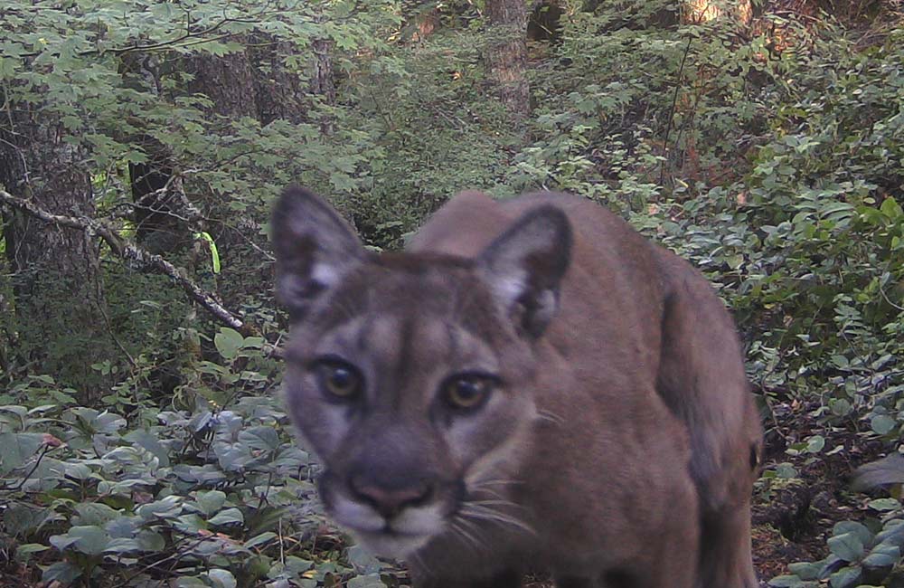 More Cougar Sightings on North Oregon Coast, Words of Caution Issued