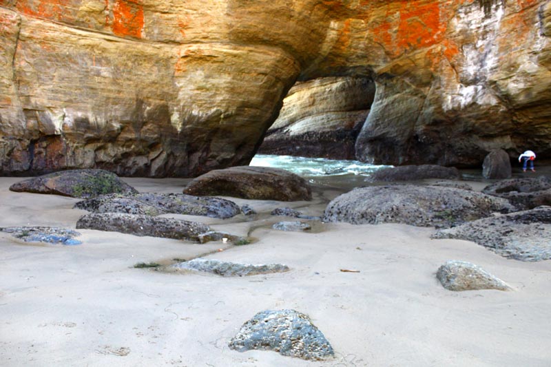 Two Astounding Rarities in the Depoe Bay Area of Central Oregon Coast 