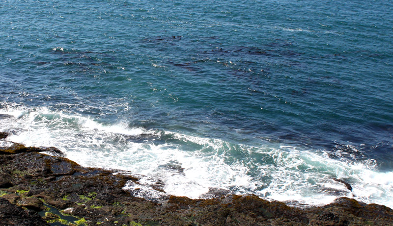 One Sea Star Especially Linked to Die Off's of Kelp Forests: Oregon Coast Scientists