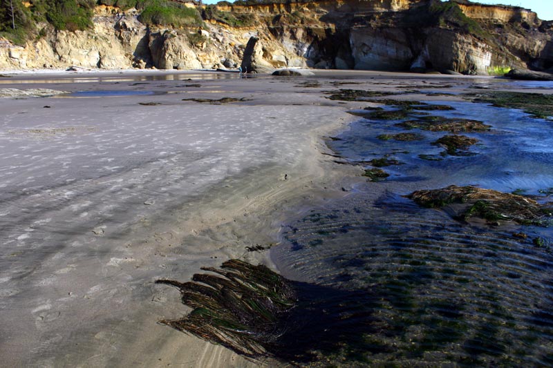 Oregon Coast Surprises: Marine Gardens near Depoe Bay Exposed