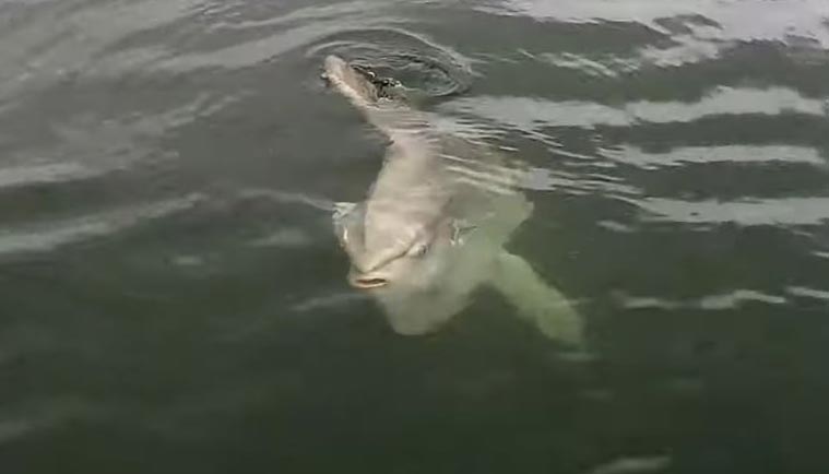 Rarity of Oregon / Washington Coast: the Trippy Mola Mola / Sunfish (Video) 