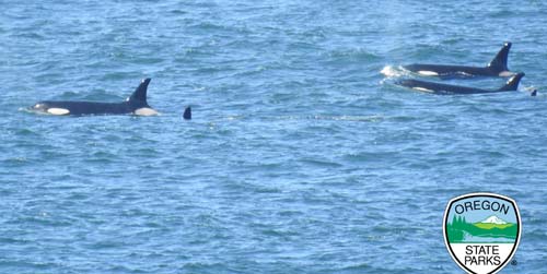 The Crazy, Unknown Delights of Oregon Coast in Spring: What They Don't Tell You