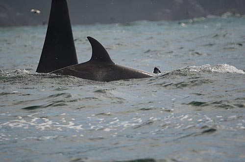 Oregon Coast Whale Sightings Stellar, Including Stunning Orca Encounter