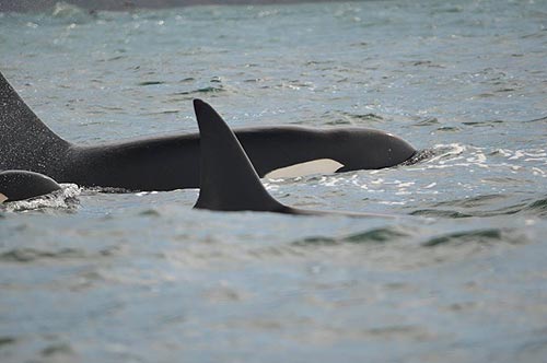 Killer Whale Sightings Lead to Revelations About Oregon Coast Transient Orcas 
