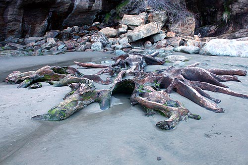 mysterious blob-like stump at Otter Crest State Scenic Viewpoint is visible year-round