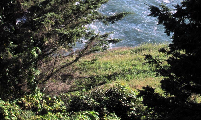 Clandestine Cliffs Near Depoe Bay, Secret Trail