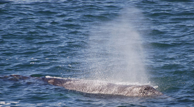No Whale Watch Week But Plenty of Whales on Oregon Coast 