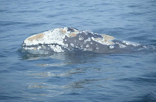 Some are calling it a record season for whale watching 