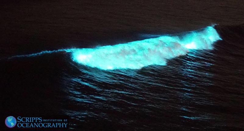 Bioluminescent Phytoplankton: What Makes Glowing Sand On Oregon Coast, Washington 