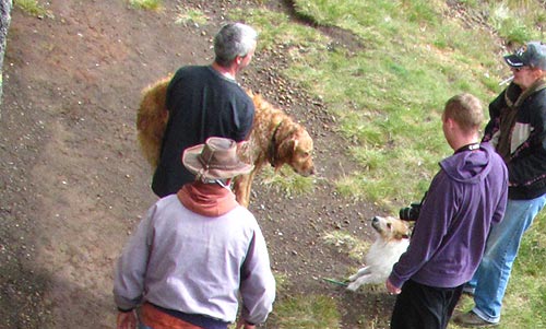 a dog is rescued at Depoe Bay after bounding over the seawall into the rough sea