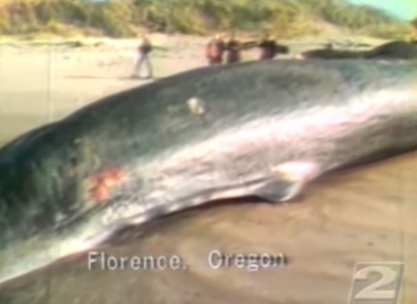 Archives: 40th Anniversary of Oregon Coast Exploding Whale Film Clip
