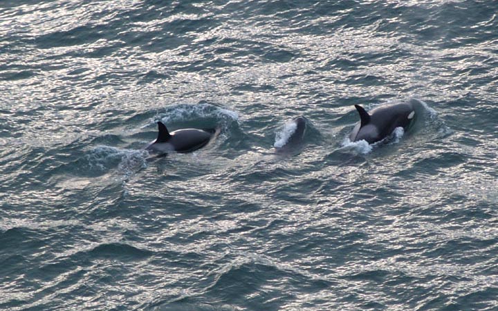 Star Trek / Seinfeld Actor and Orca Talk on N. Oregon Coast 