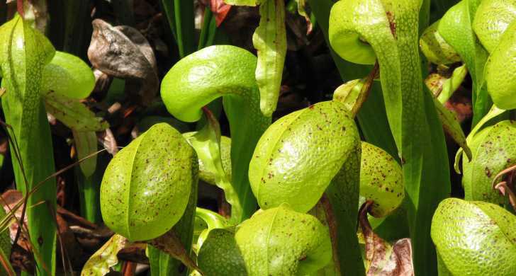 Four Oregon Coast Finds Filled with Awe: Carnivore Plants, Dead Forests, Puzzling Shapes 