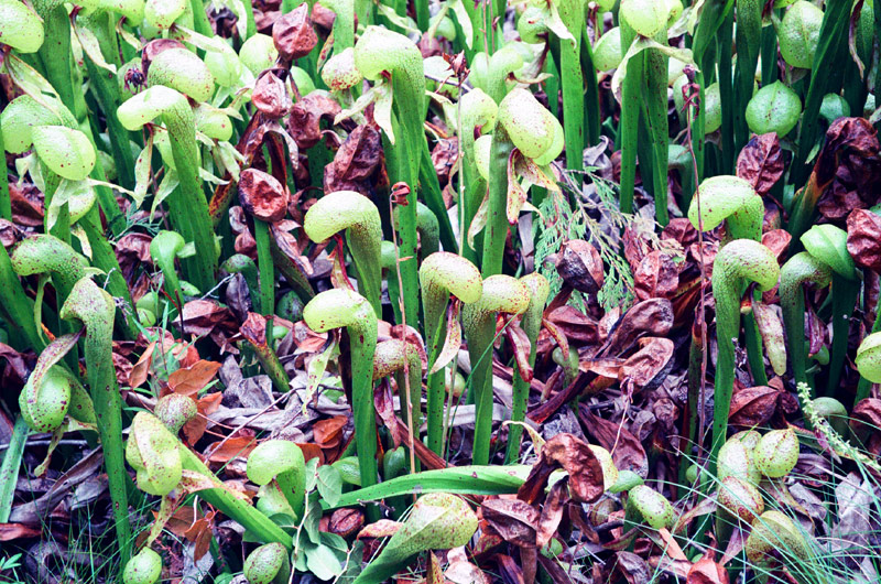 Four Oregon Coast Finds Filled with Awe: Carnivore Plants, Dead Forests, Puzzling Shapes 