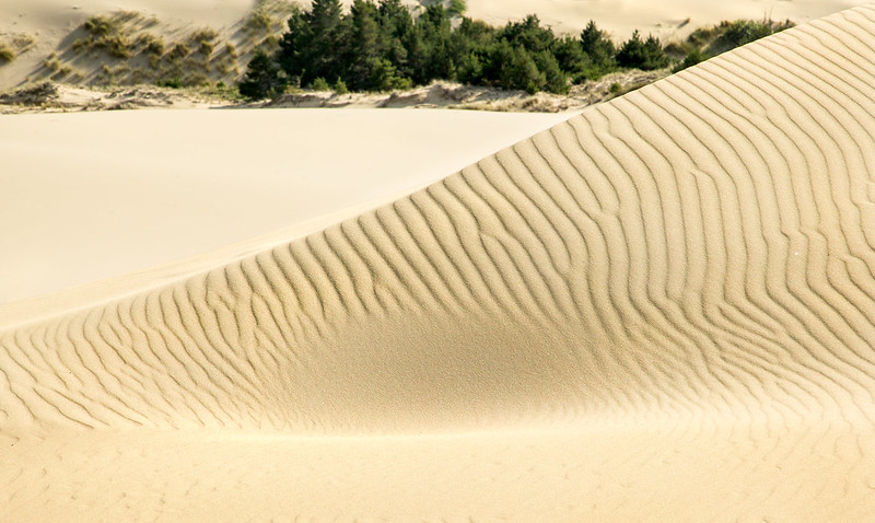 Oregon Coast Town Was Inspiration Behind Herbert's Dune: Celebrations Ensue 