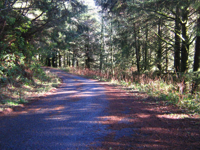 Hidden road near Florence, Oregon