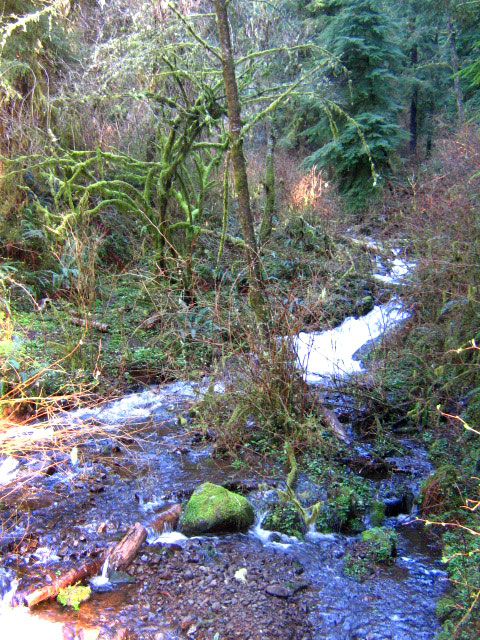 Stream off hidden road near Florence, Oregon