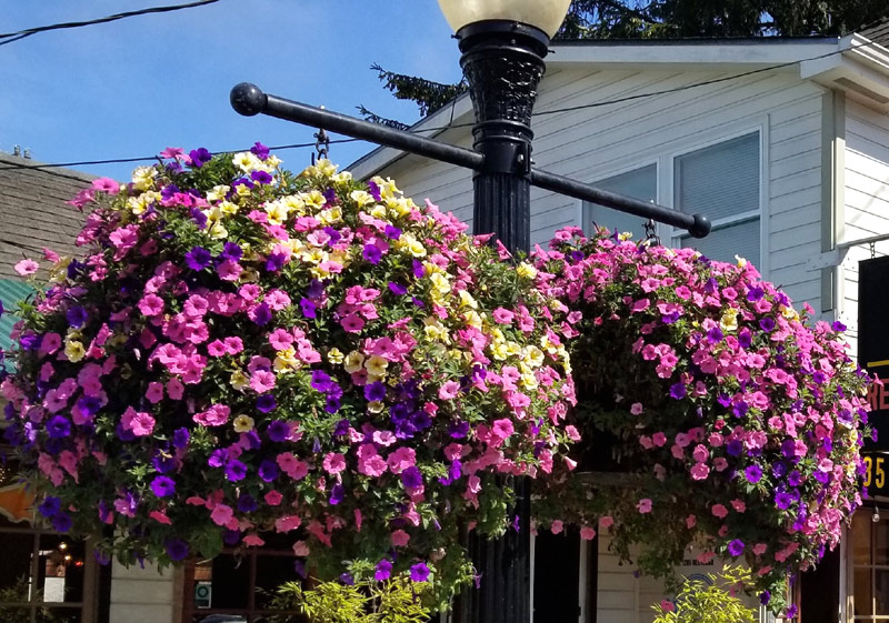 Another Season of Hanging Flower Baskets in Oregon Coast's Florence and More of Them