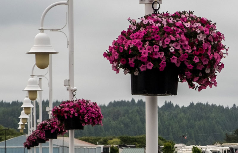 Central Oregon Coast's Florence Brings Back Flower Baskets for Season 