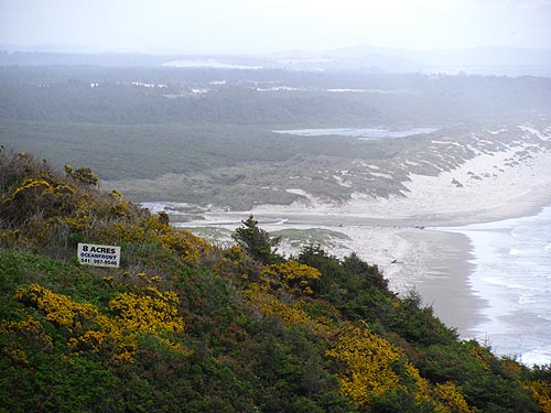 Oregon Coast Nature Events: State of the Coast, Bees on the Beach 