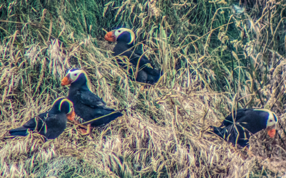 Holiday Weekend a Chance to Catch Puffins on N. Oregon Coast's Haystack Rock