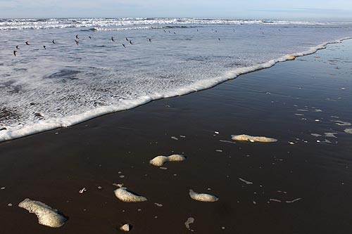 Photo: birds in the surf at Gearhart