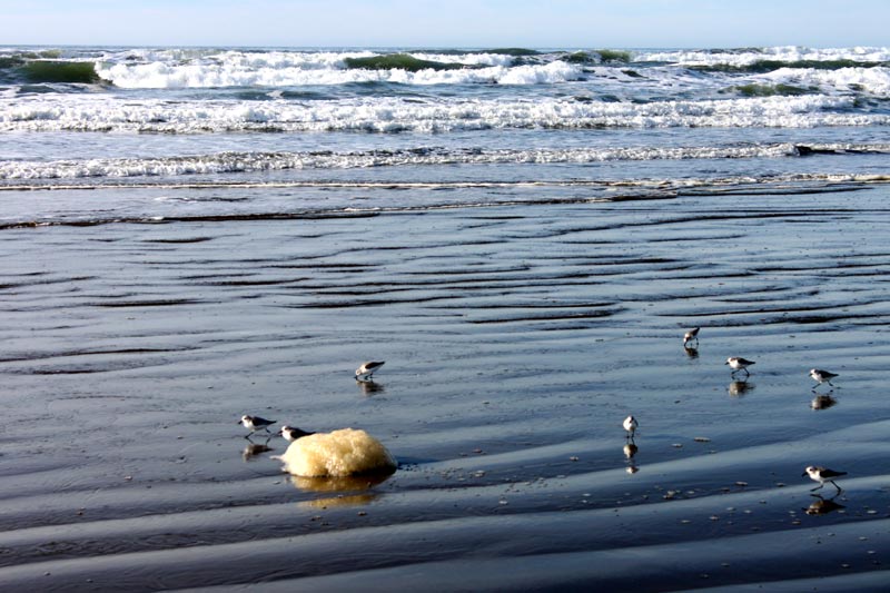 Coastal Travel Intrigue: Four Sandy Wonders of N. Oregon Beaches 