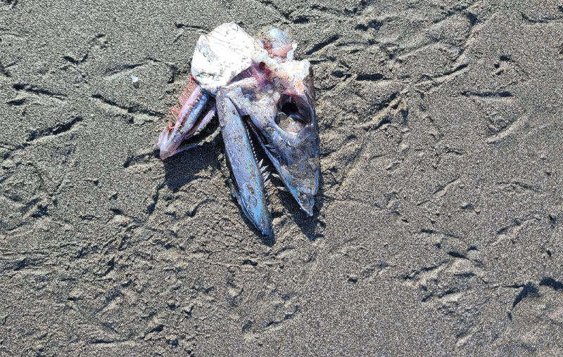 Barracuda-like Lancetfish Found on S. Oregon Coast