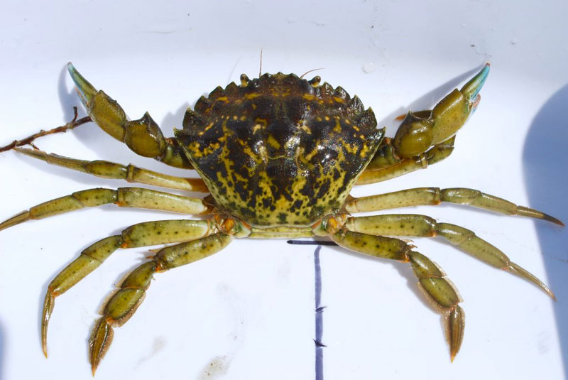 Limits for Green Crab Increased, Taking Oregon Coast Sea Stars Illegal