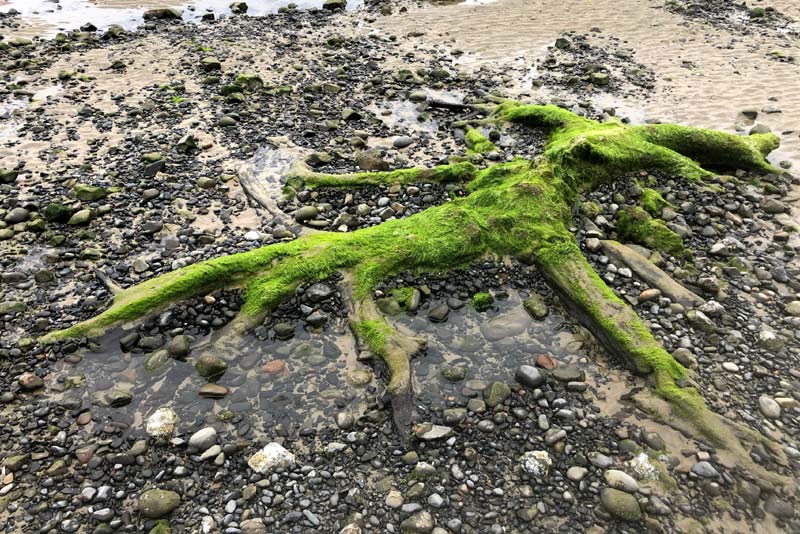 Ghost Forest Found at N. Oregon Coast's Happy Camp a Spooky Reminder 