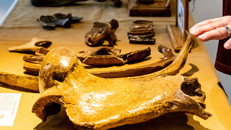 Hatfield Marine Science Center Brings Famed Fossil Fest Back to Central Oregon Coast