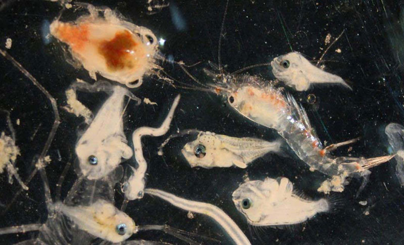 Weird World of Oregon Coast Ocean Larvae Featured in Newport Event