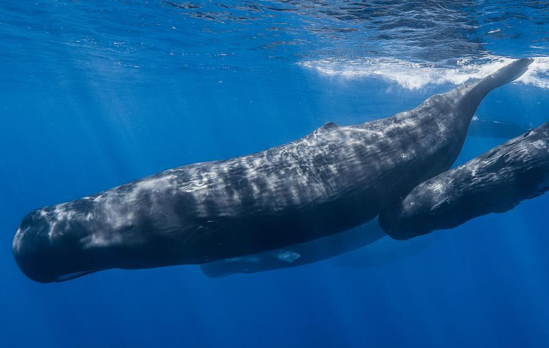 Sperm Whales Have Distinct Languages, Culture, Oregon Coast Researcher Finds
