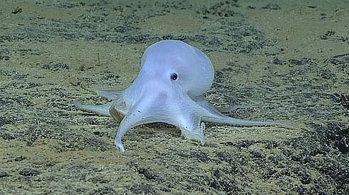 Ghostly Octopod photo courtesy NOAA