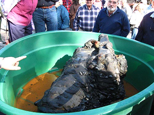 Historic Oregon Coast Finds Get Attention from PBS Detectives