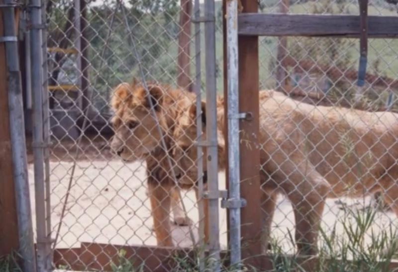 Oregon Coast Had Its Own 'Tiger King' in the '80s: Odd Newport History, Part 1