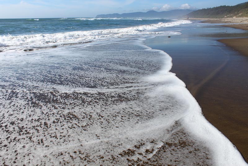 Pacific City's More Shy Sides, Where Oregon Coast Nature Still Rules 