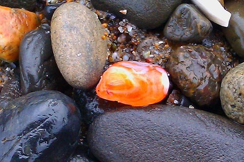 Agate photo  courtesy Laura Joki, Rock Your World