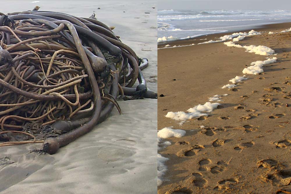 Wacky Beach Basics: What These Everyday Sights Mean on Oregon Coast / Washington Coast